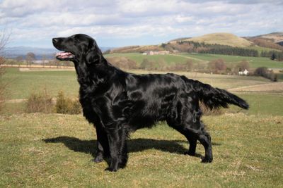 Flat coated 2025 retriever society